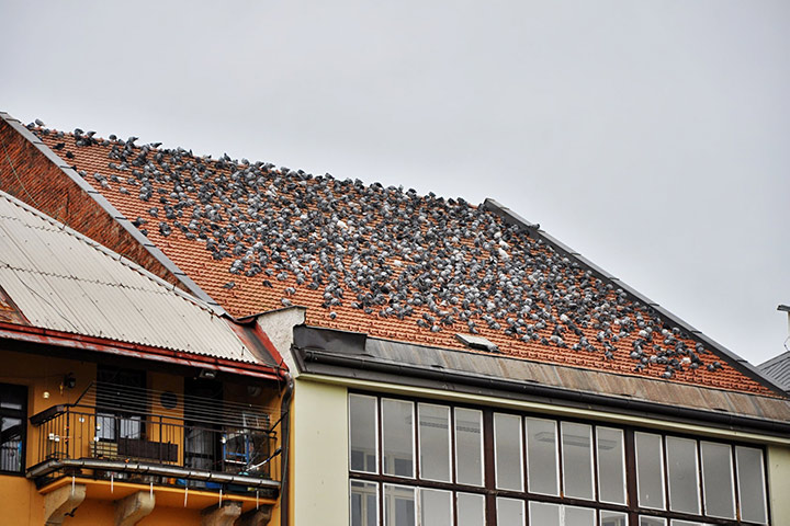 A2B Pest Control are able to install spikes to deter birds from roofs in Bermondsey. 