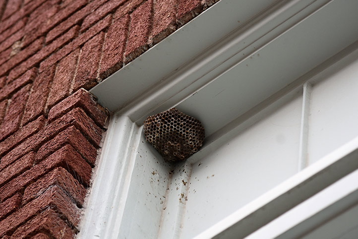 We provide a wasp nest removal service for domestic and commercial properties in Bermondsey.